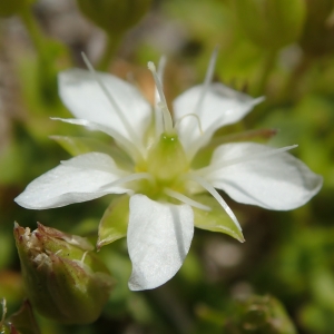 Minuartia sp.