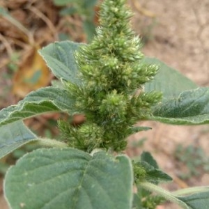 Photographie n°2232267 du taxon Amaranthus retroflexus L. [1753]