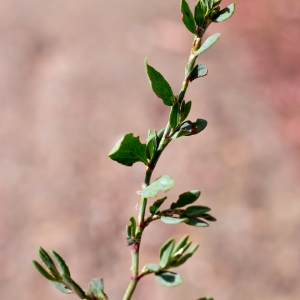 Photographie n°2232273 du taxon Polygonum aviculare L. [1753]