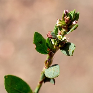 Photographie n°2232274 du taxon Polygonum aviculare L. [1753]