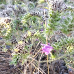 Photographie n°2232312 du taxon Echium vulgare L. [1753]