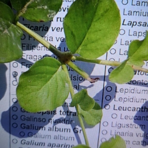 Photographie n°2232337 du taxon Lysimachia nummularia L. [1753]