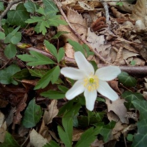 Photographie n°2232381 du taxon Anemone nemorosa L. [1753]