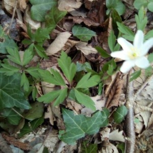 Photographie n°2232383 du taxon Anemone nemorosa L. [1753]