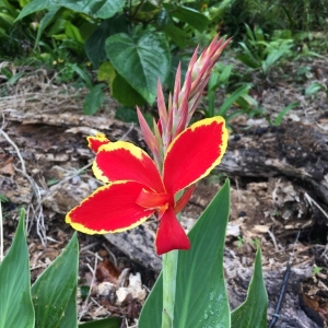 Photographie n°2232412 du taxon Canna indica L. [1753]