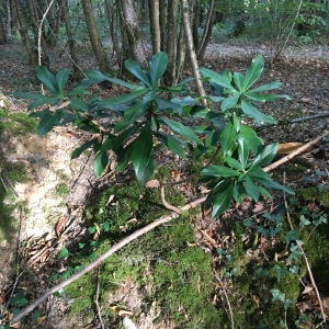 Photographie n°2232439 du taxon Daphne laureola L. [1753]