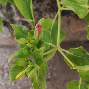 Photographie n°2232471 du taxon Mirabilis jalapa L. [1753]