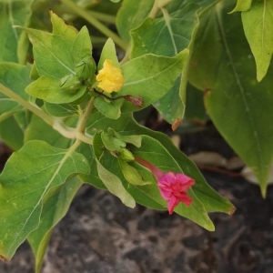 Photographie n°2232472 du taxon Mirabilis jalapa L. [1753]