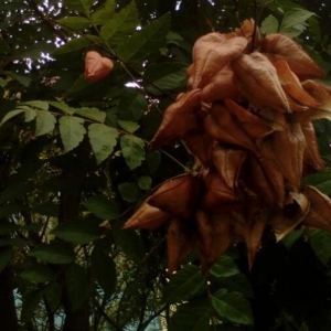 Photographie n°2232486 du taxon Koelreuteria paniculata Laxm. [1772]