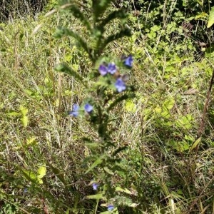 Photographie n°2232537 du taxon Echium vulgare L. [1753]