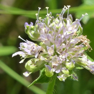 Photographie n°2232550 du taxon Knautia arvensis (L.) Coult. [1828]