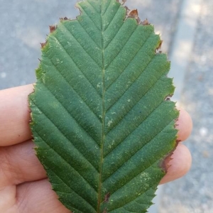 Photographie n°2232623 du taxon Carpinus betulus L. [1753]