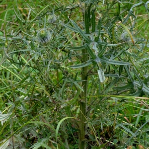 Photographie n°2232672 du taxon Cirsium vulgare (Savi) Ten. [1838]