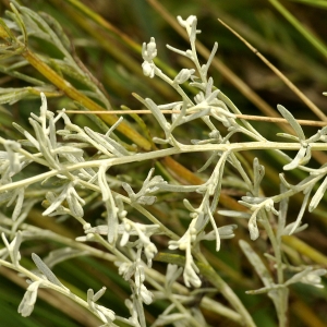  - Artemisia maritima subsp. maritima 
