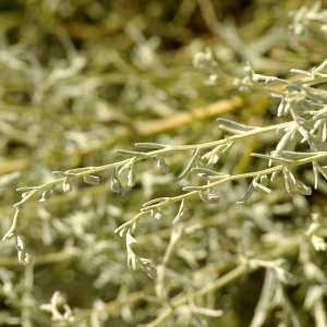  - Artemisia maritima subsp. maritima 