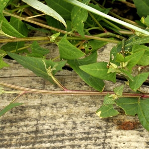 Photographie n°2232728 du taxon Atriplex prostrata Boucher ex DC. [1805]