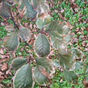 Photographie n°2232742 du taxon Fagus sylvatica L. [1753]