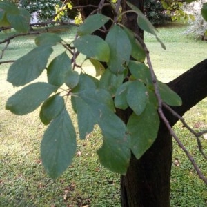 Photographie n°2232745 du taxon Prunus domestica L. [1753]