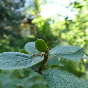 Photographie n°2232750 du taxon Viburnum lantana L. [1753]