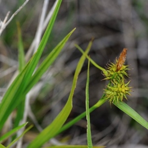 Photographie n°2232764 du taxon Carex lepidocarpa Tausch