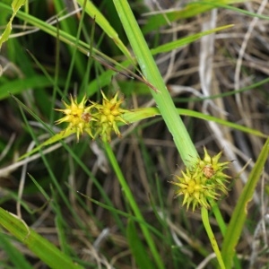 Photographie n°2232765 du taxon Carex lepidocarpa Tausch