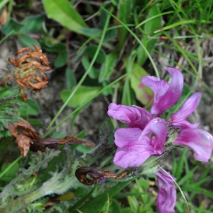 Photographie n°2232770 du taxon Pedicularis gyroflexa Vill. [1785]