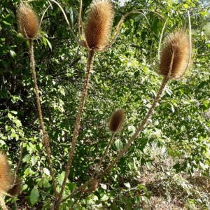 Photographie n°2232778 du taxon Dipsacus fullonum L. [1753]