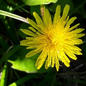 Photographie n°2232830 du taxon Taraxacum officinale F.H.Wigg. [1780]