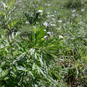 Photographie n°2232837 du taxon Artemisia vulgaris L. [1753]