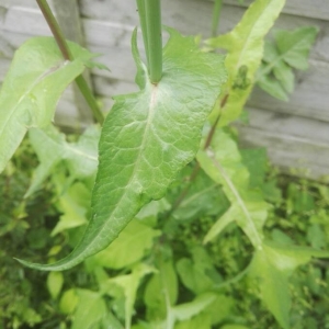 Photographie n°2232839 du taxon Sonchus oleraceus L. [1753]