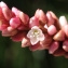  Michel Monteil - Persicaria maculosa Gray [1821]