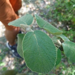 Photographie n°2232878 du taxon Viburnum lantana L. [1753]