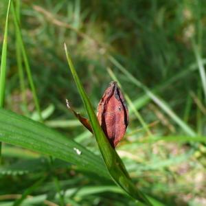 Photographie n°2232885 du taxon Iris graminea L. [1753]