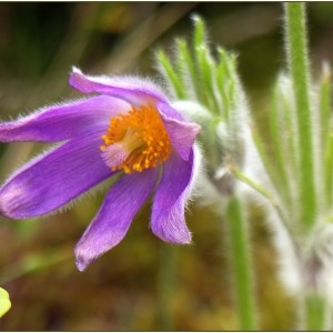  - Anemone pulsatilla var. costeana (Aichele & Schwegler) B.Bock