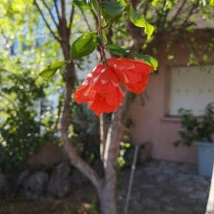 Photographie n°2232919 du taxon Punica granatum L. [1753]