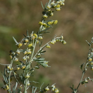 Photographie n°2232949 du taxon Artemisia absinthium L. [1753]