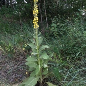 Photographie n°2232975 du taxon Verbascum thapsus L. [1753]