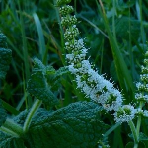 Photographie n°2232992 du taxon Mentha suaveolens Ehrh. [1792]