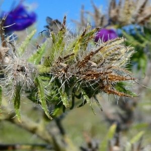 Photographie n°2232994 du taxon Echium vulgare L. [1753]