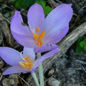 Photographie n°2233005 du taxon Colchicum autumnale L. [1753]