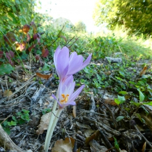 Photographie n°2233006 du taxon Colchicum autumnale L. [1753]