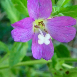 Photographie n°2233009 du taxon Epilobium hirsutum L. [1753]