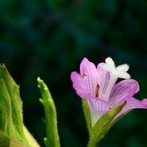 Photographie n°2233010 du taxon Epilobium hirsutum L. [1753]