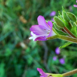 Photographie n°2233011 du taxon Epilobium hirsutum L. [1753]