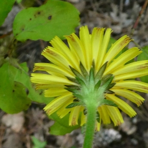 Photographie n°2233014 du taxon Picris hieracioides L. [1753]