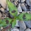  Catherine Bouvard - Persicaria maculosa Gray [1821]