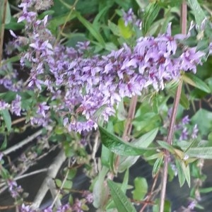 Photographie n°2233033 du taxon Lythrum salicaria L.