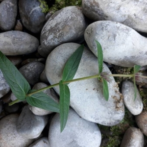 Photographie n°2233034 du taxon Lythrum salicaria L.