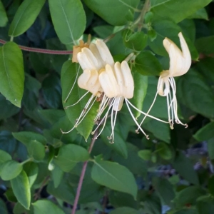 Photographie n°2233059 du taxon Lonicera japonica Thunb. [1784]