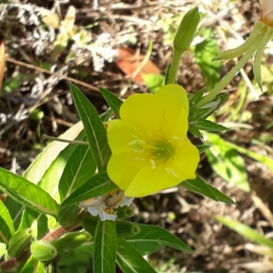 Photographie n°2233069 du taxon Oenothera biennis L. [1753]